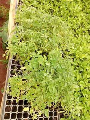 Cherry Tomatoes