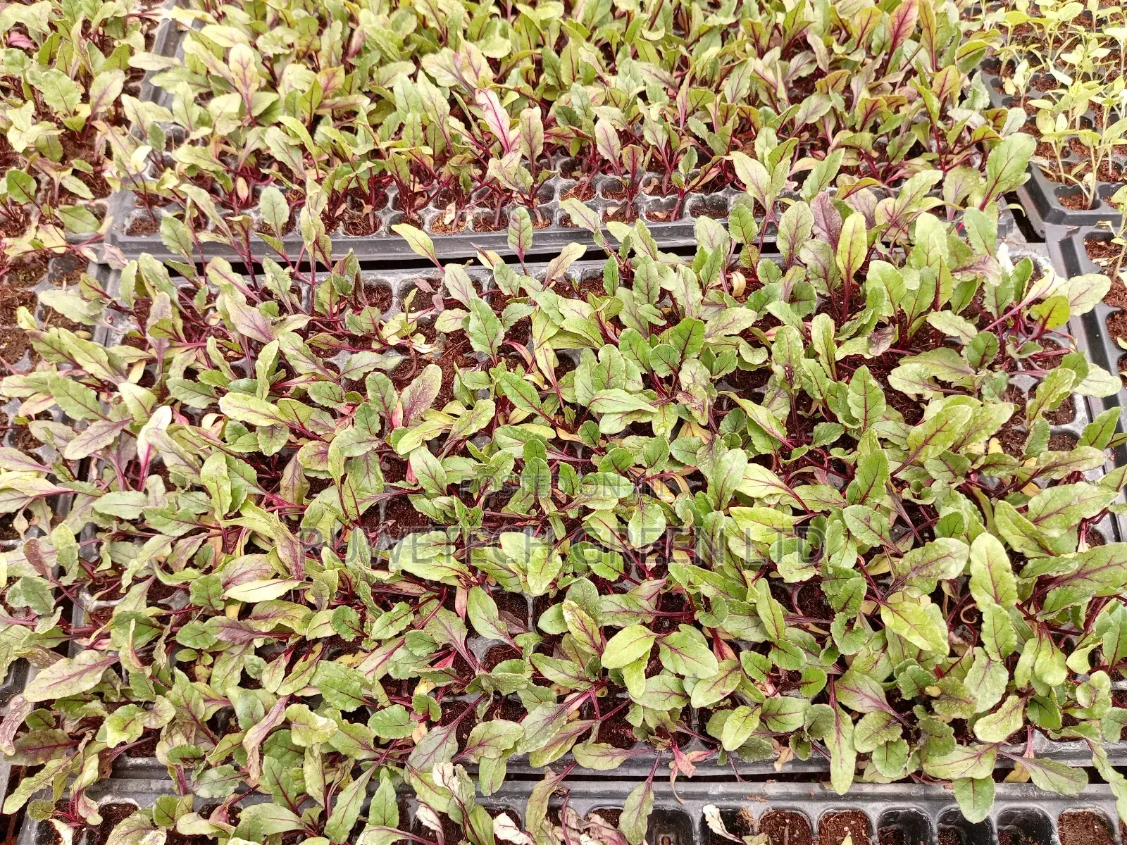 Beetroot Seedlings