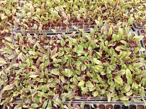 Beetroot Seedlings - main view