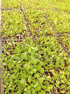 Spinach Seedlings - main view