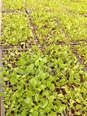 Spinach Seedlings
