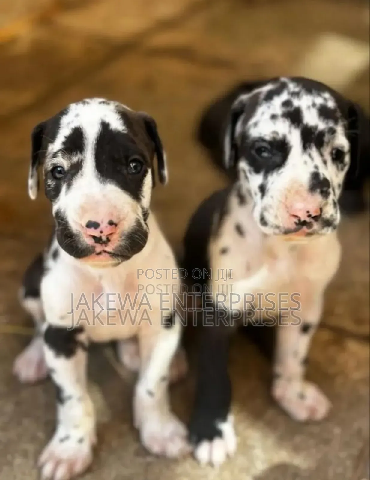 1-3 months Male Purebred Great Dane
