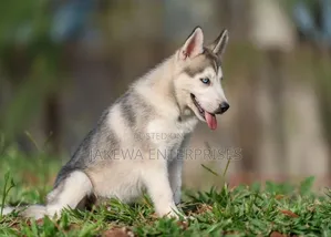 1-3 months Male Purebred Siberian Husky