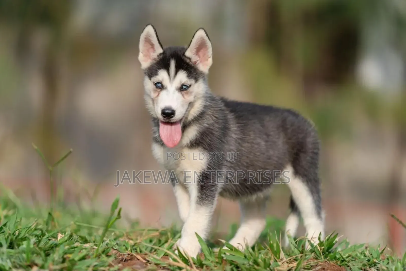 1-3 months Female Purebred Siberian Husky