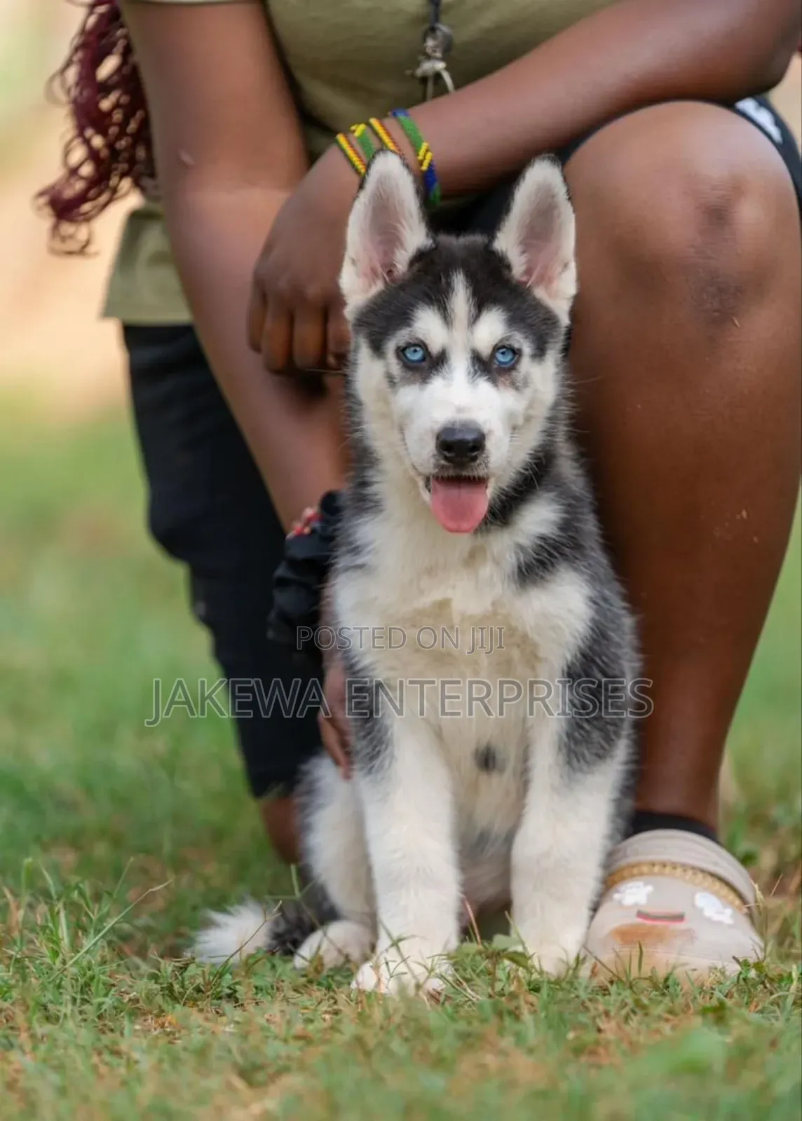 1-3 months Female Purebred Siberian Husky