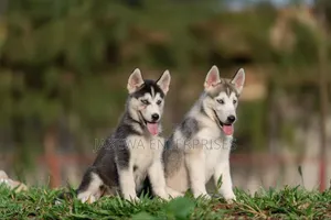 1-3 months Male Purebred Siberian Husky