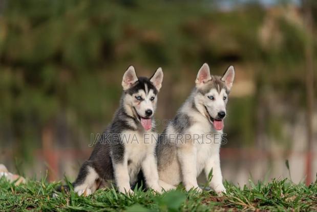 1-3 months Male Purebred Siberian Husky