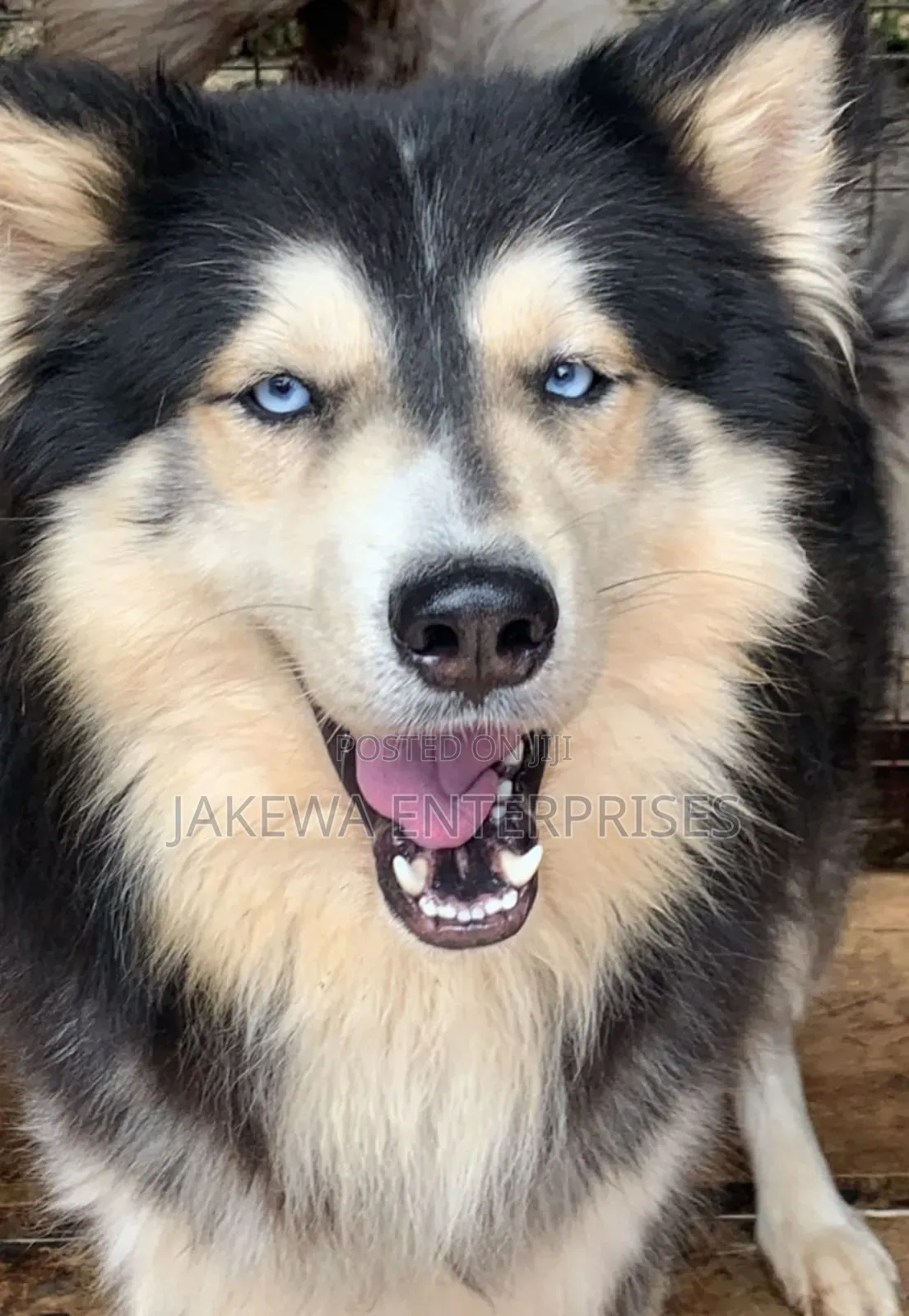 1+ year Female Purebred Siberian Husky