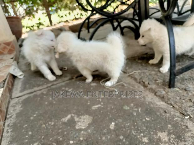 1-3 months Male Purebred Japanese Spitz - main view