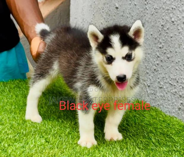 1-3 months Male Purebred Siberian Husky