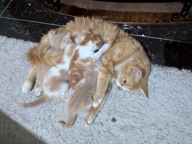 1-3 months Male Mixed Breed Persian - thumbnail 2