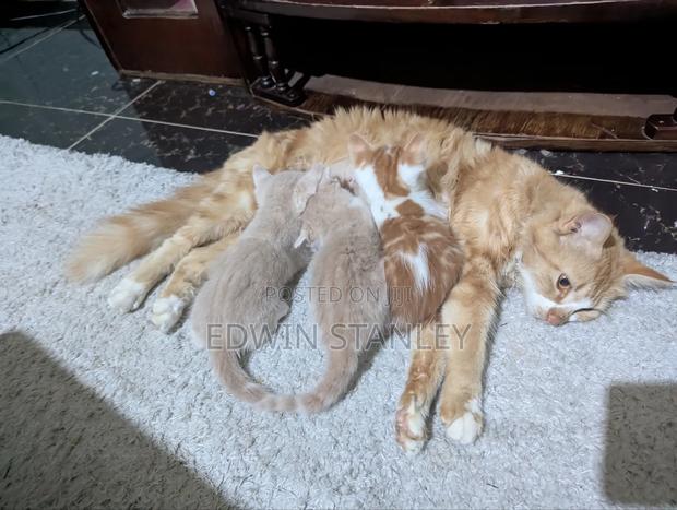 1-3 months Male Mixed Breed Persian - thumbnail 3