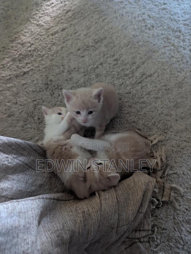 1-3 months Male Mixed Breed Persian - thumbnail 4