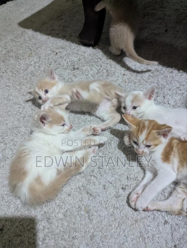 1-3 months Male Mixed Breed Persian - thumbnail 5