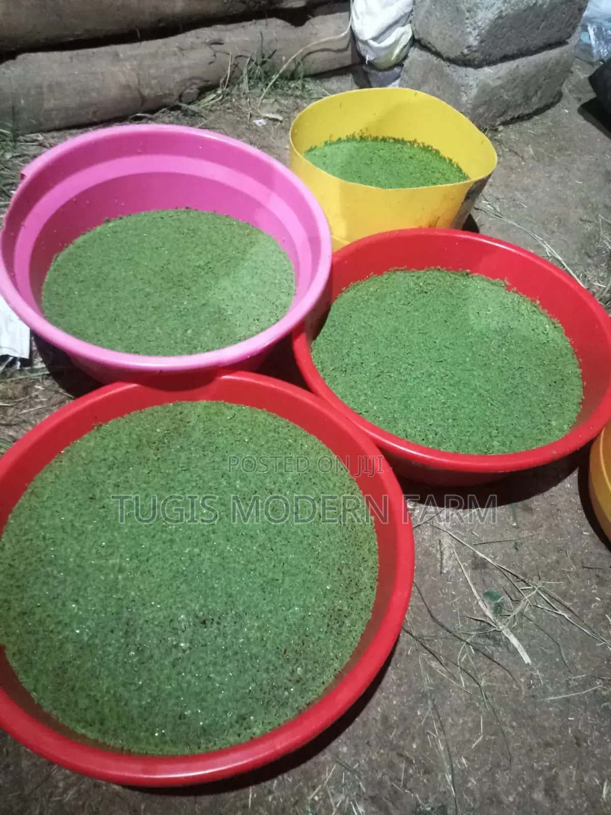 Azolla Starter Pack With a Free Guidance - 2000 Ml