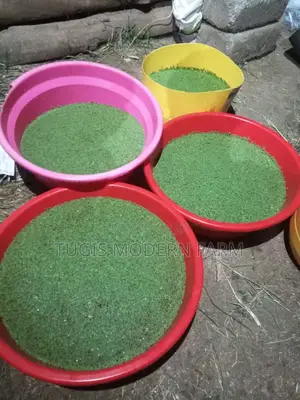 Azolla Starter Pack With a Free Guidance - 2000 Ml