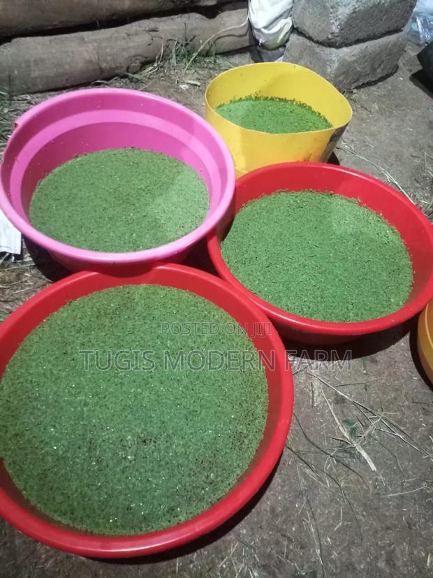 Azolla Starter Pack With a Free Guidance - 2000 Ml