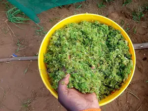 Azolla Starter Pack With a Free Guidance - 2000 Ml