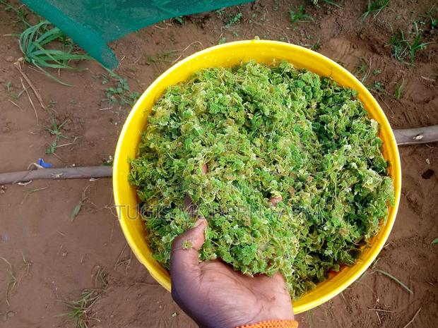 Azolla Starter Pack With a Free Guidance - 2000 Ml - thumbnail 2