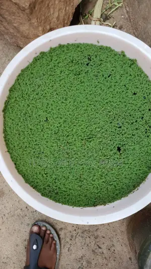 Azolla Starter Pack With a Free Guidance - 2000 Ml
