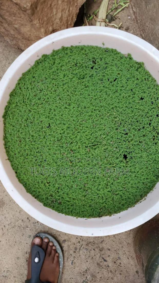 Azolla Starter Pack With a Free Guidance - 2000 Ml - thumbnail 3