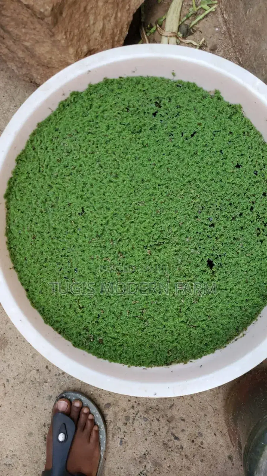 Azolla Starter Pack With a Free Guidance - 2000 Ml
