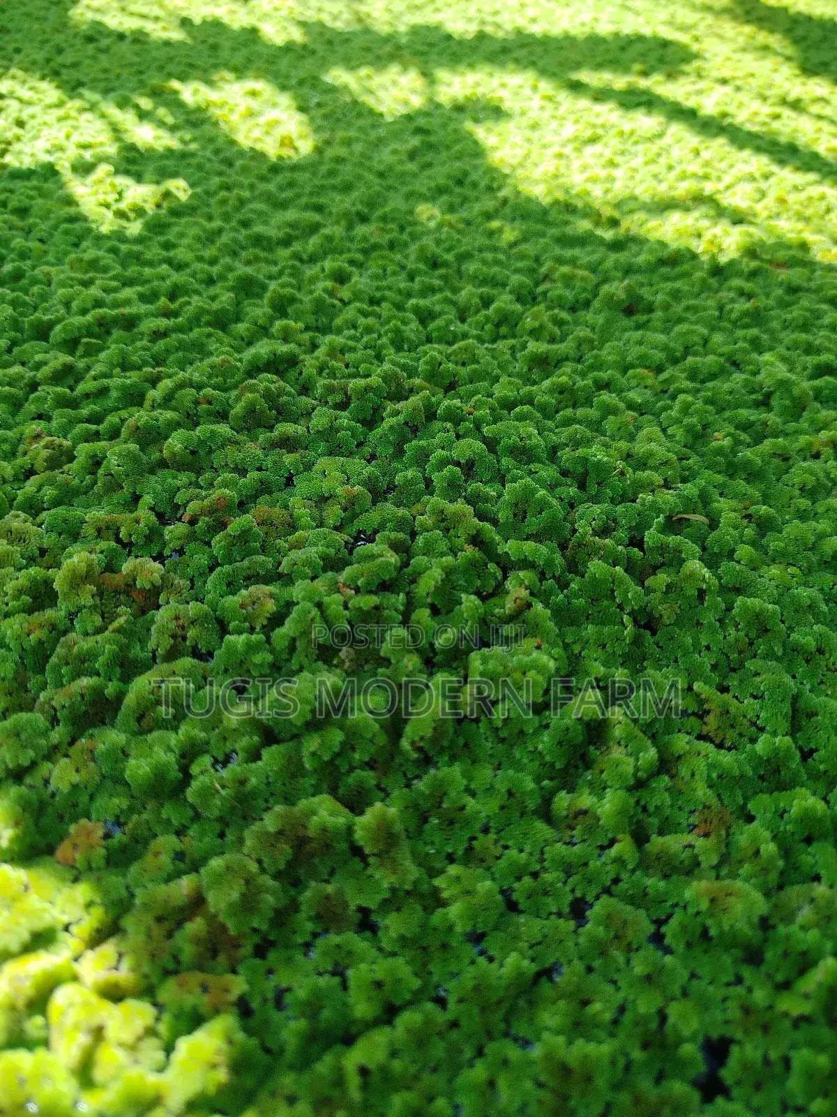 Azolla Seeds in Nairobi CBD -Easy Pick Up Location