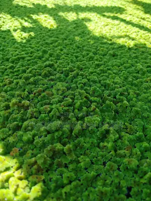 Azolla Seeds in Nairobi CBD -Easy Pick Up Location