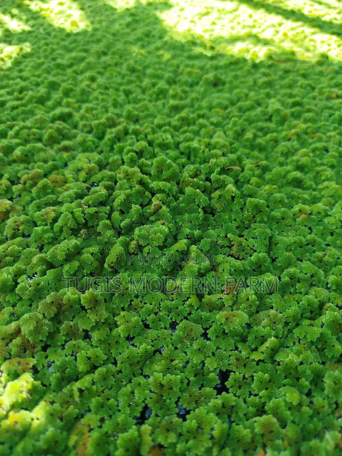 Azolla Seeds in Nairobi CBD -Easy Pick Up Location