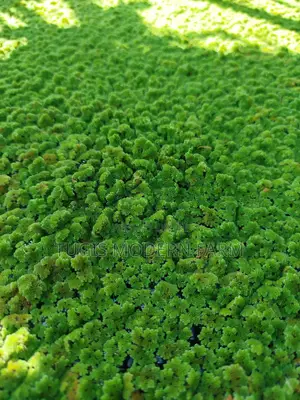 Azolla Seeds in Nairobi CBD -Easy Pick Up Location