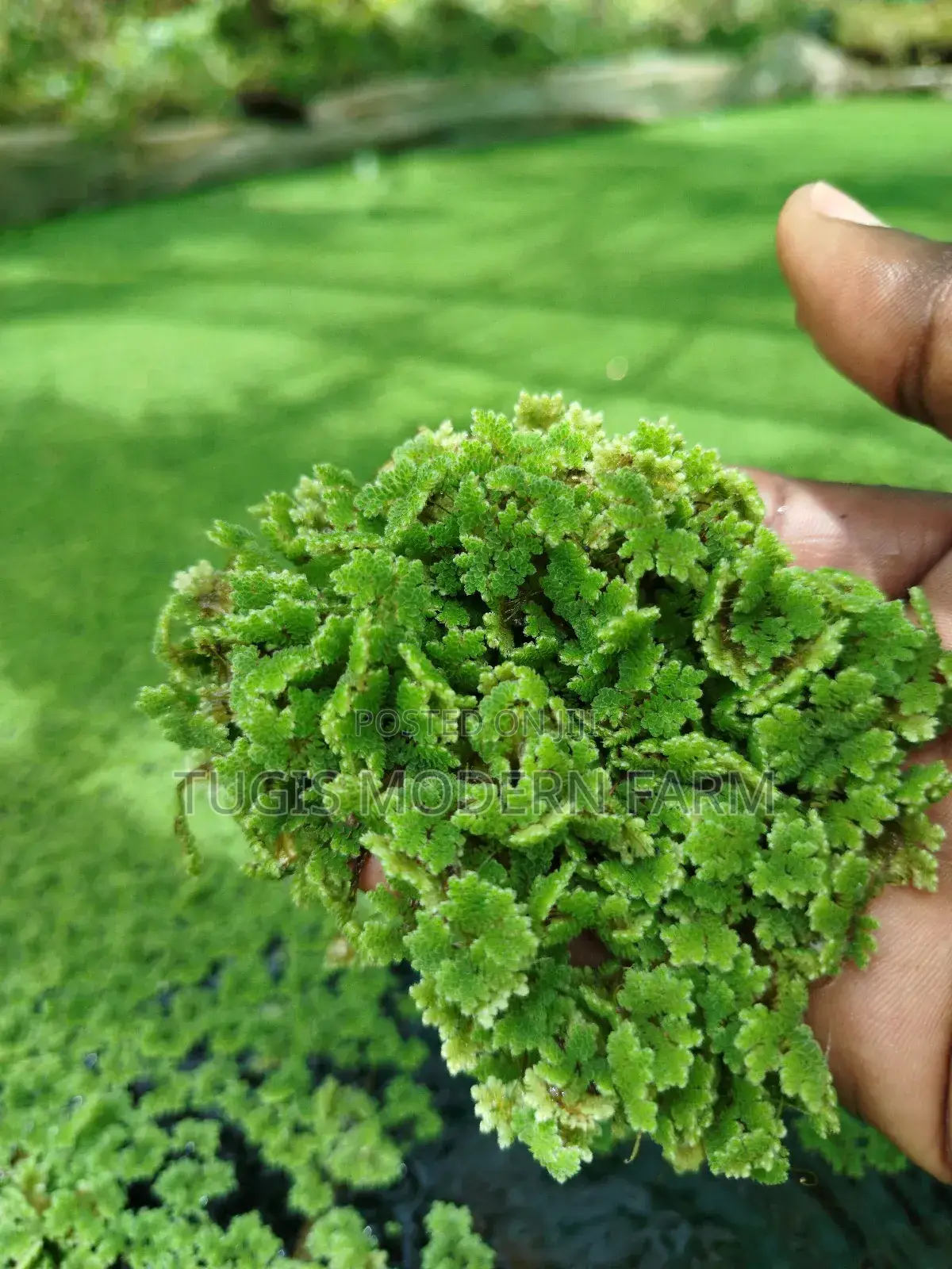 Azolla Seeds in Nairobi CBD -Easy Pick Up Location