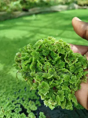 Azolla Seeds in Nairobi CBD -Easy Pick Up Location