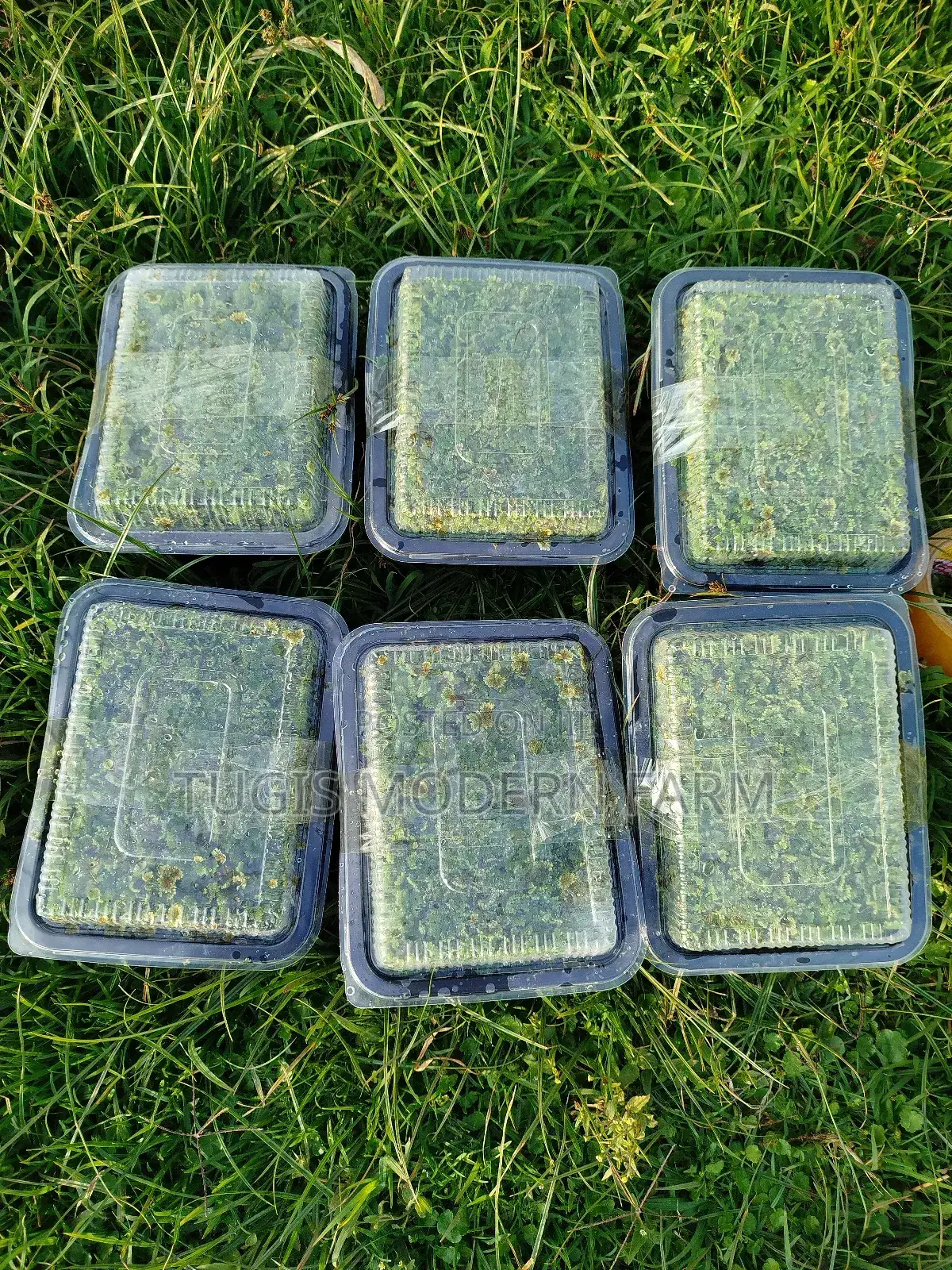 Azolla for Replanting - 2000 Ml