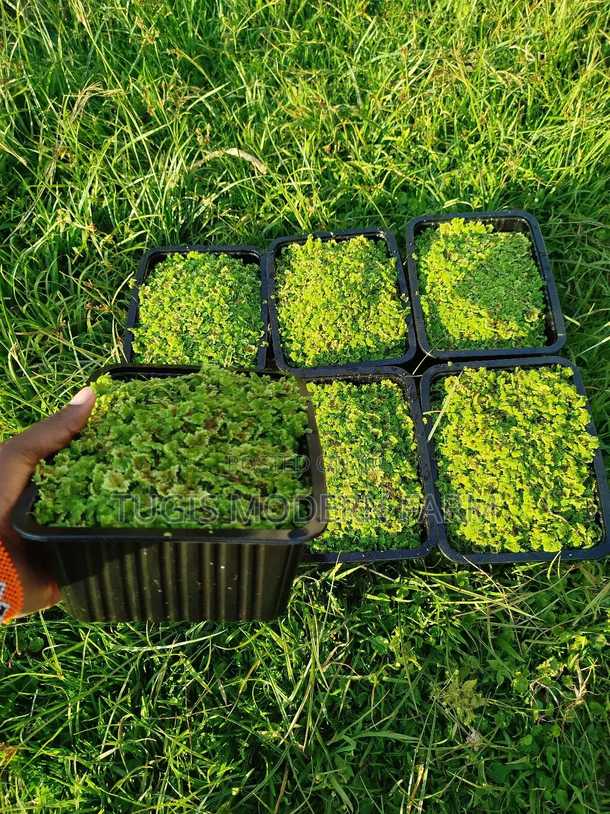 Azolla for Replanting - 2000 Ml
