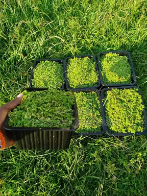 Azolla for Replanting - 2000 Ml