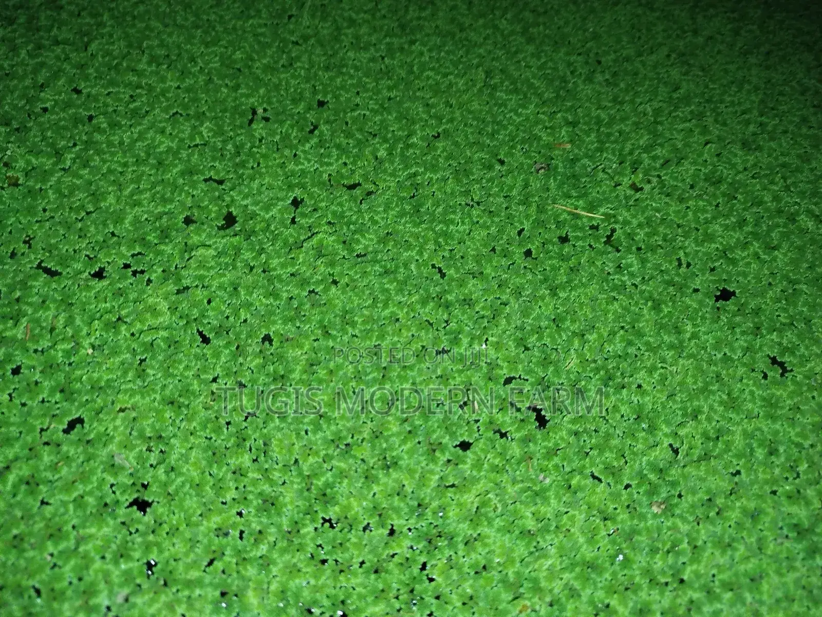 Azolla for Replanting - 2000 Ml