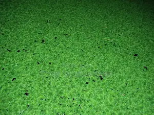 Azolla for Replanting - 2000 Ml