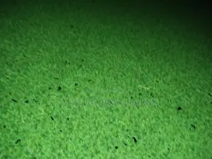 Azolla for Replanting - 2000 Ml