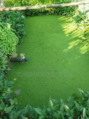 Best Azolla Seeds in Kenya - Location CBD Nairobi
