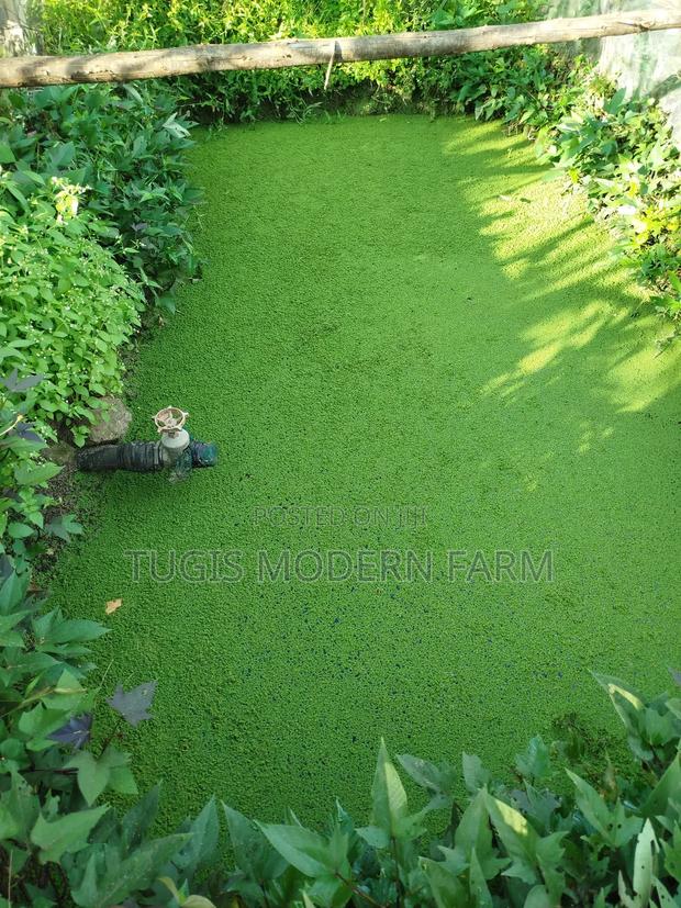 Best Azolla Seeds in Kenya - Location CBD Nairobi
