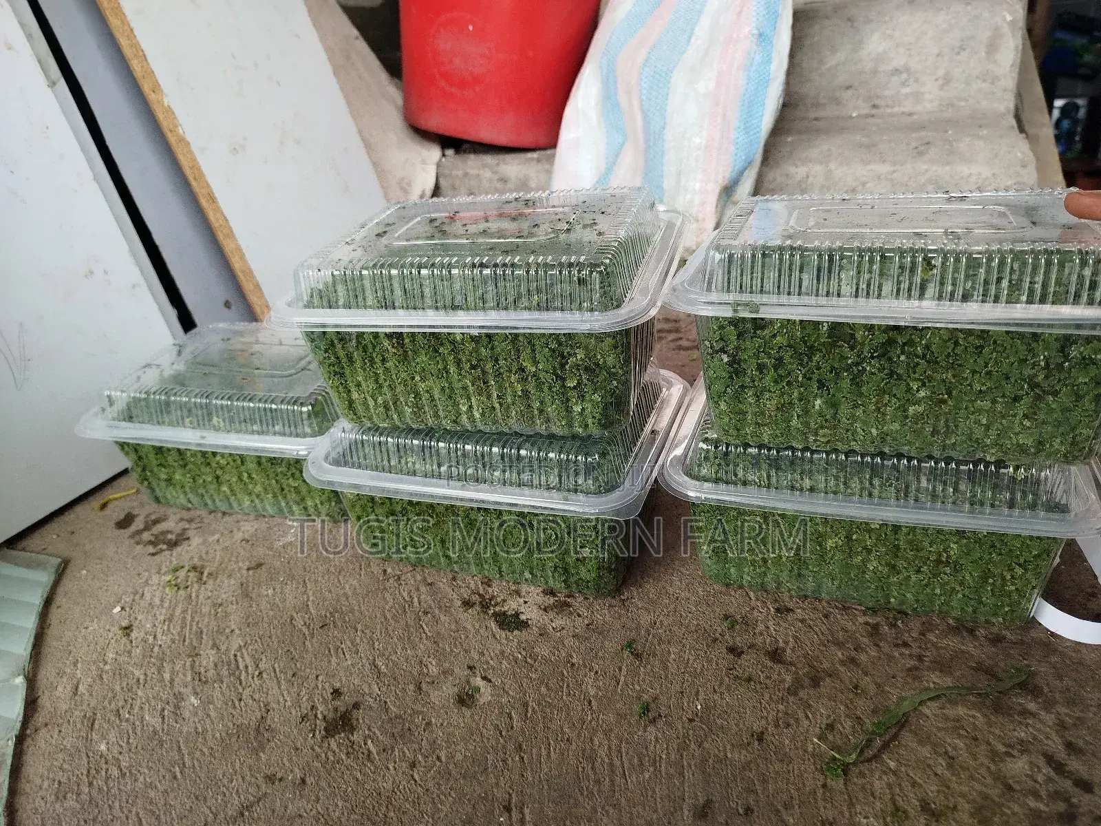 Best Azolla Seeds in Kenya - Location CBD Nairobi