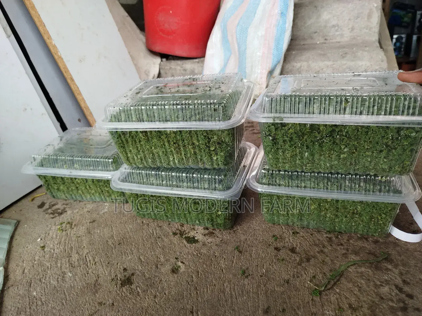 Best Azolla Seeds in Kenya - Location CBD Nairobi