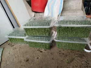 Best Azolla Seeds in Kenya - Location CBD Nairobi