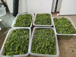 Best Azolla Seeds in Kenya - Location CBD Nairobi