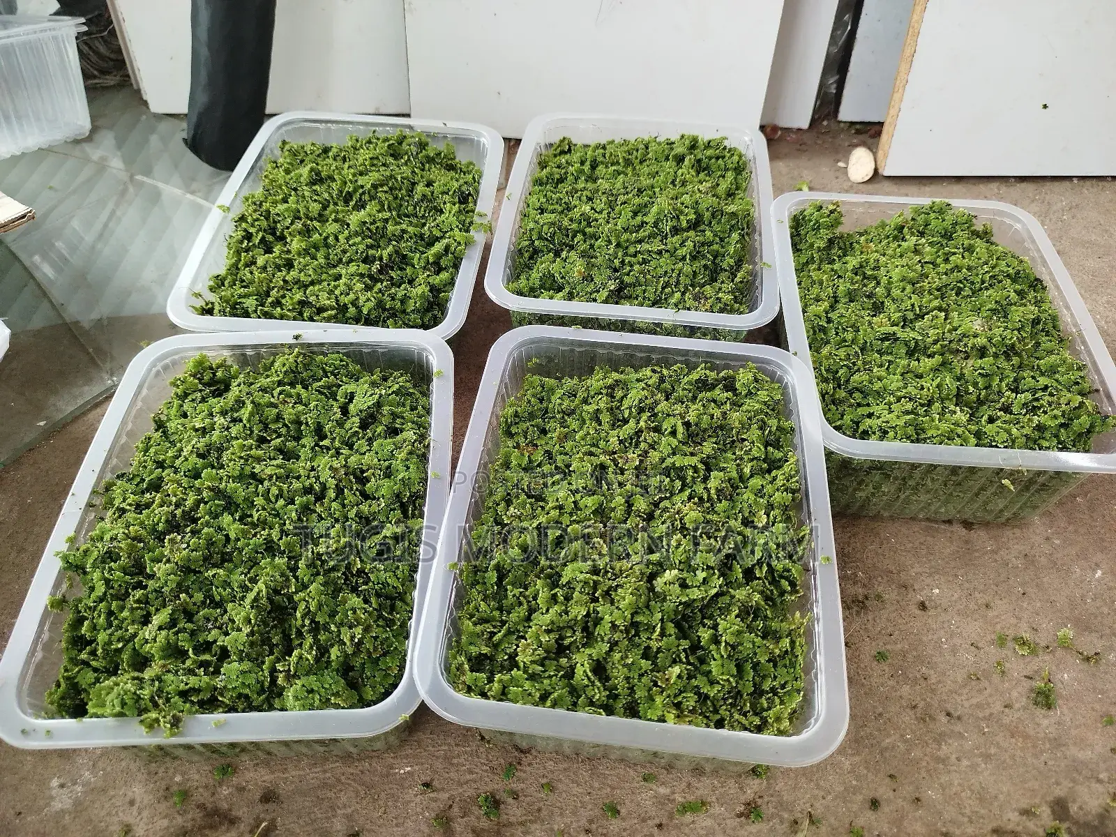 Best Azolla Seeds in Kenya - Location CBD Nairobi