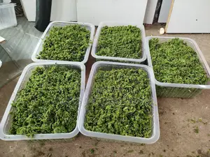 Best Azolla Seeds in Kenya - Location CBD Nairobi