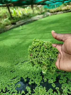 High Quality Azolla Seedling For Replanting