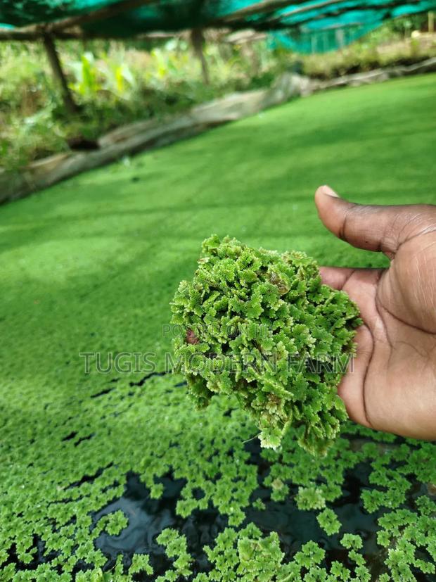 High Quality Azolla Seedling For Replanting - main view