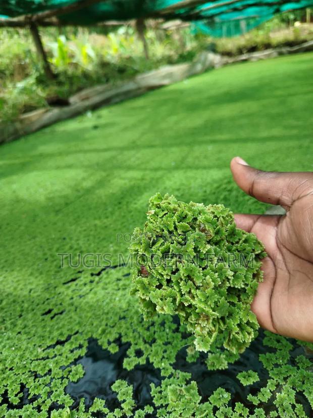 High Quality Azolla Seedling For Replanting - thumbnail 2