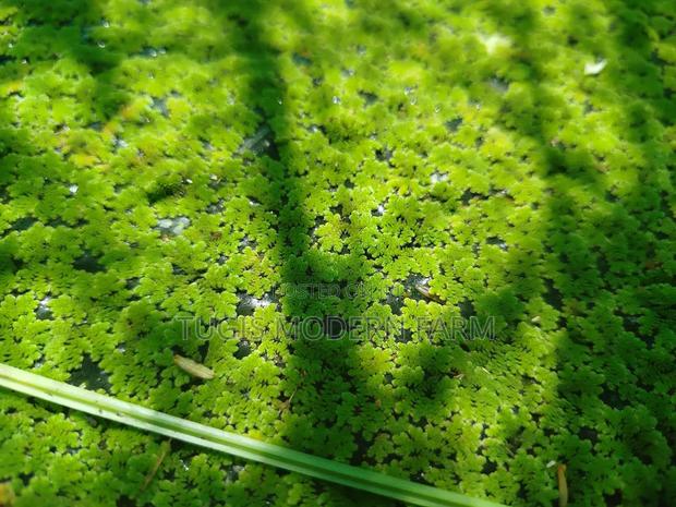 High Quality Azolla Seedling For Replanting - thumbnail 3